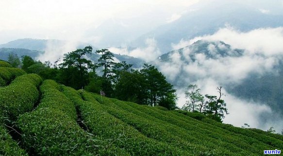 高山富硒茶属于什么茶类？详解其种类和特点