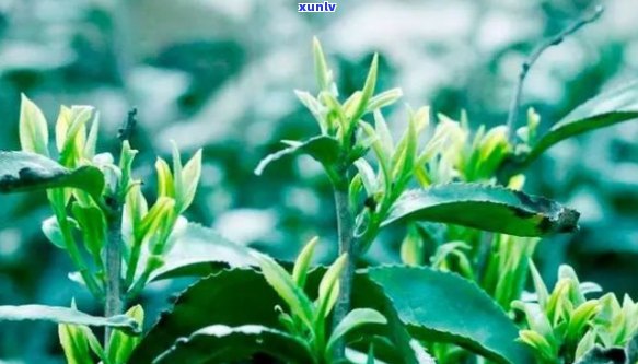 高山富硒茶属于什么茶类？详解其种类和特点