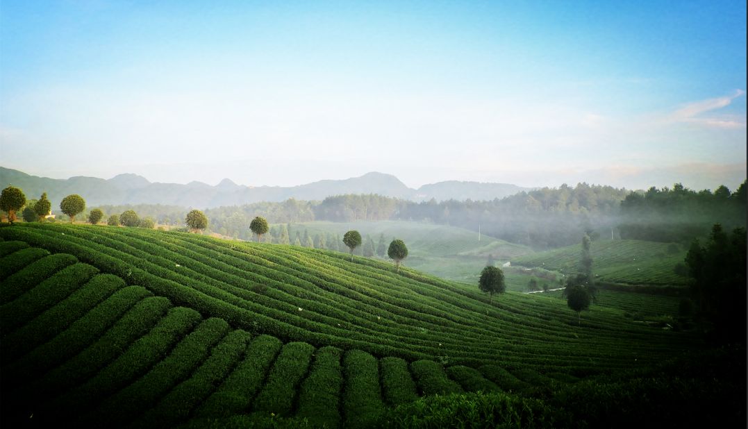 凤冈富硒富硒有机茶