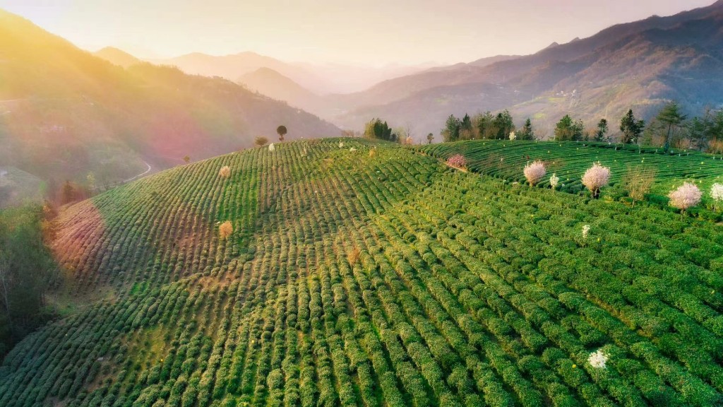 焕古硒茶小镇富硒茶