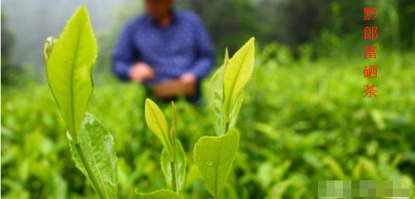 富硒茶