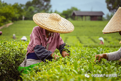 紫阳茶 紫阳富硒茶