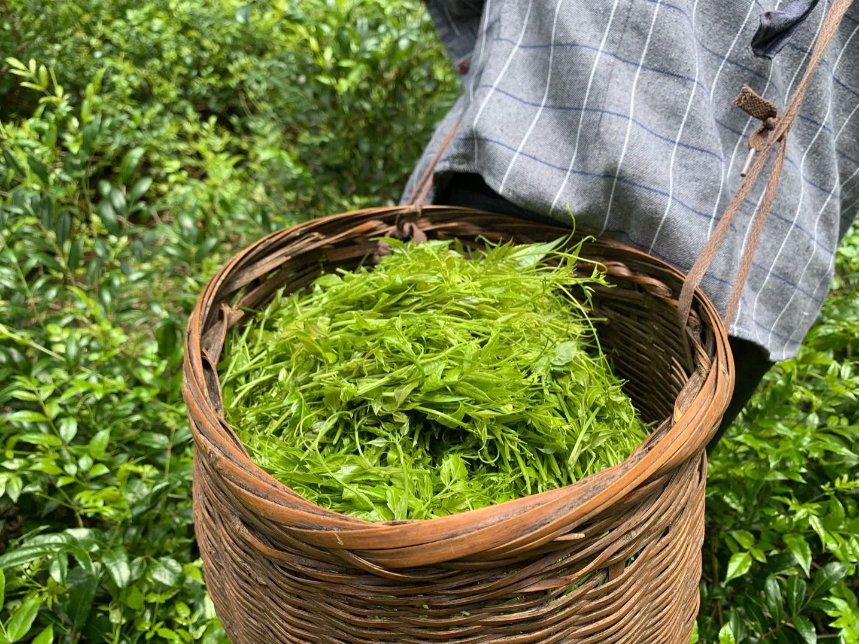 凤硒 恩施富硒藤茶