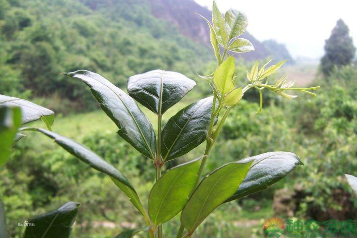 凤硒 恩施富硒藤茶