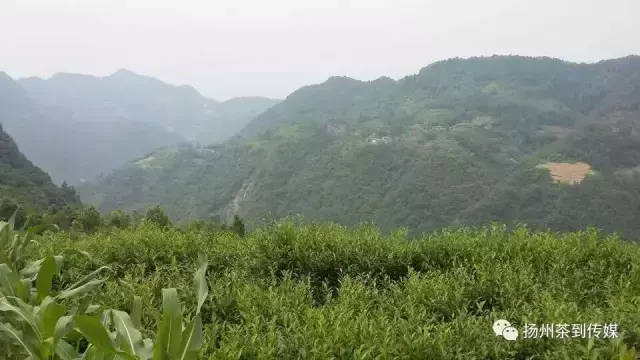 紫阳富硒茶硒健银针