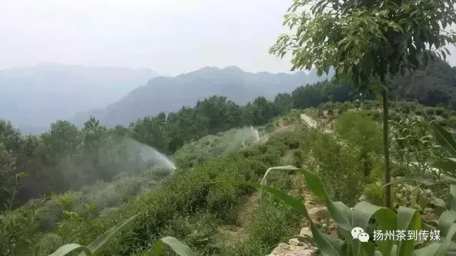 紫阳富硒茶硒健银针