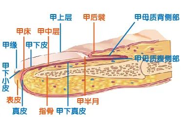 缺微量元素指甲图片