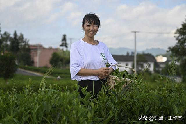 凤冈富锌富硒茶制作过程