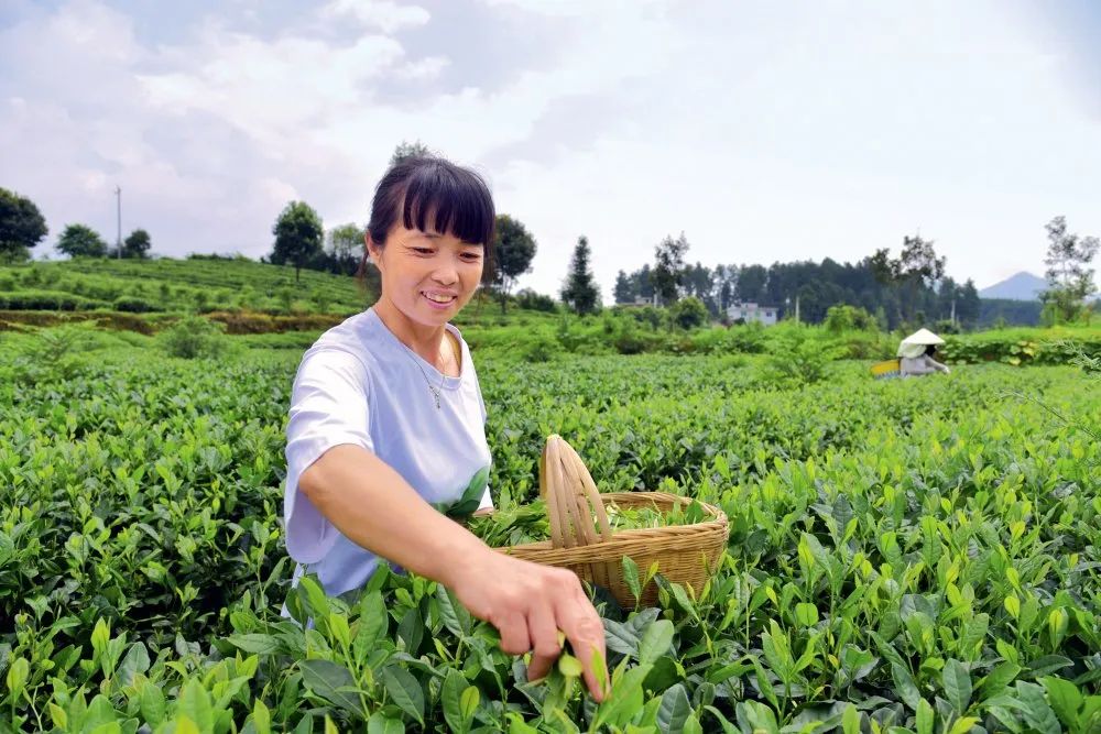 温州凤冈富锌富硒茶