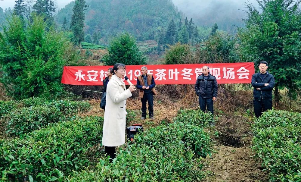 温州凤冈富锌富硒茶