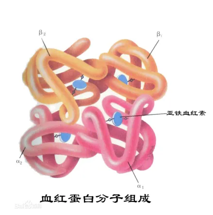 补铁吃啥