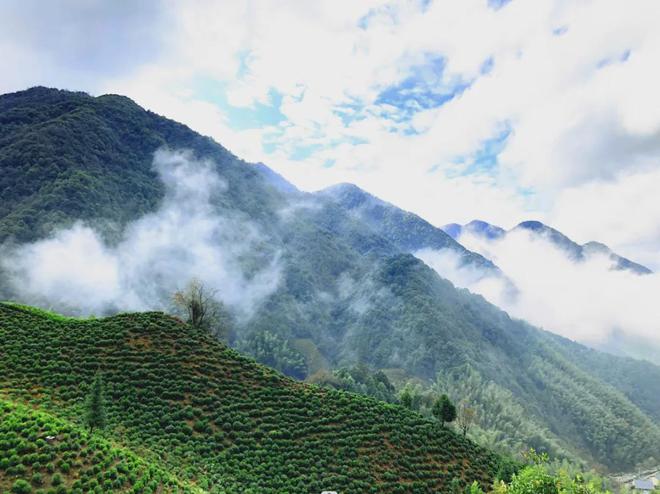 茶香醉人紫阳富硒茶