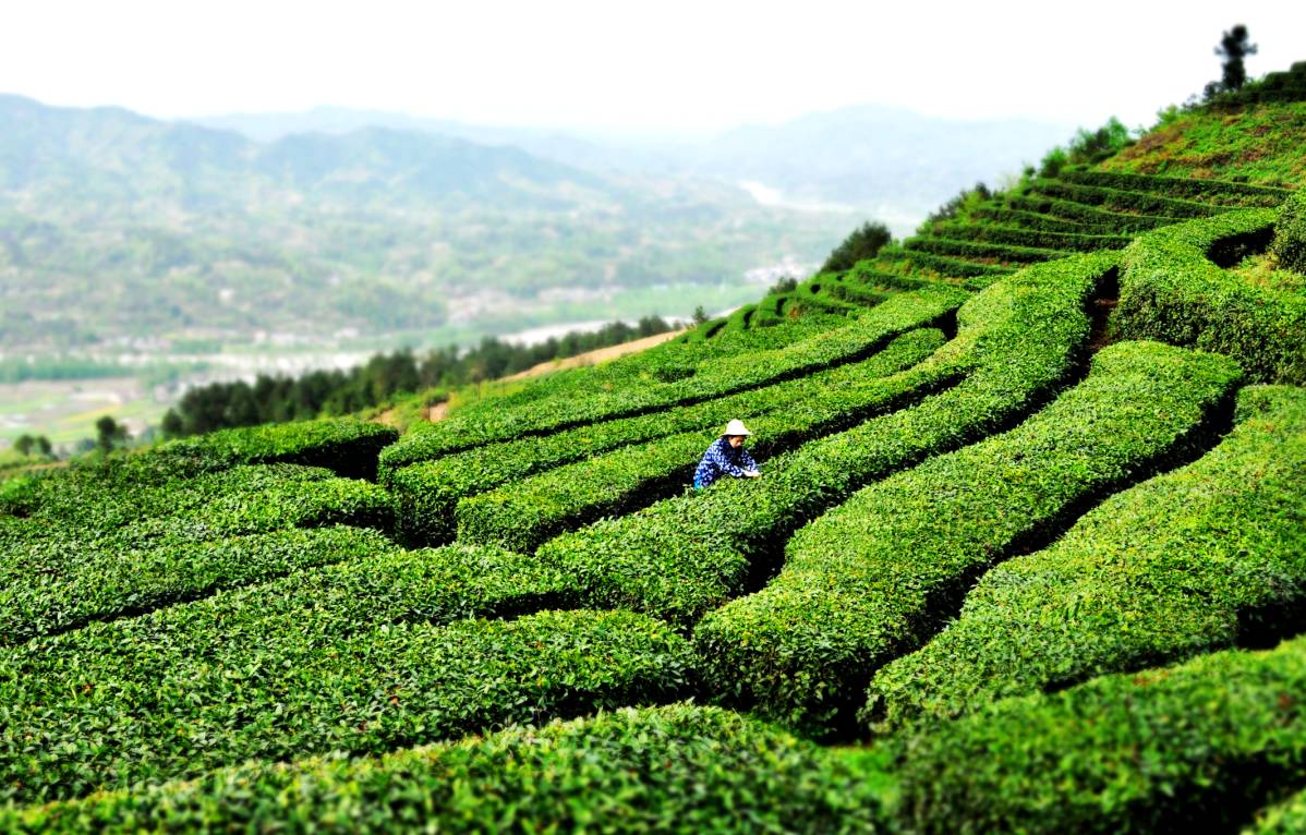 茶香醉人紫阳富硒茶