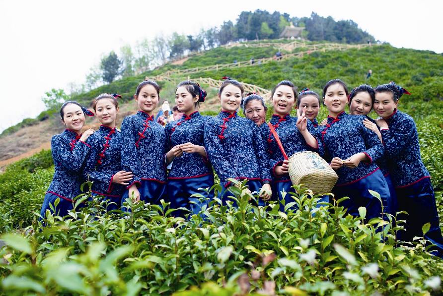 茶香醉人紫阳富硒茶