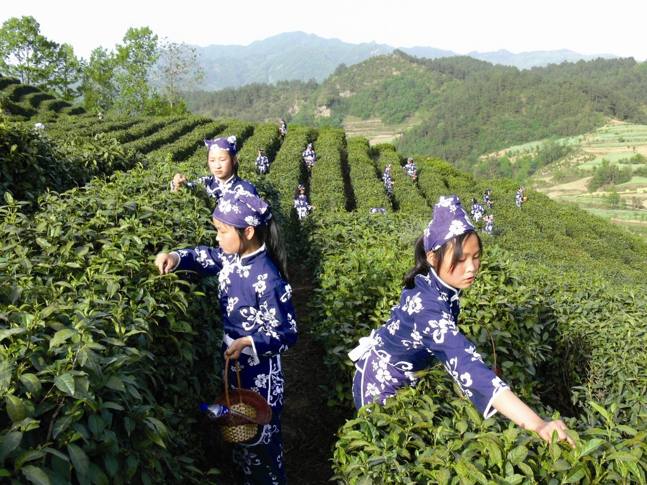 茶香醉人紫阳富硒茶