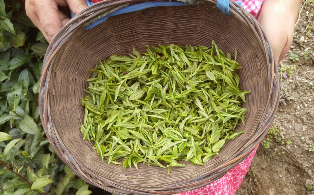 茶香醉人紫阳富硒茶