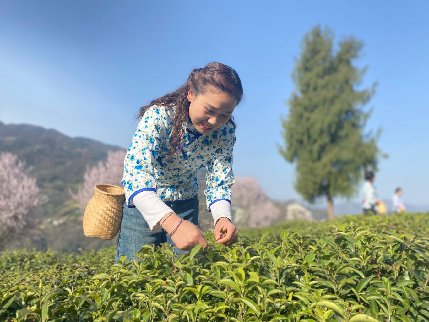 茶香满屋紫阳富硒茶