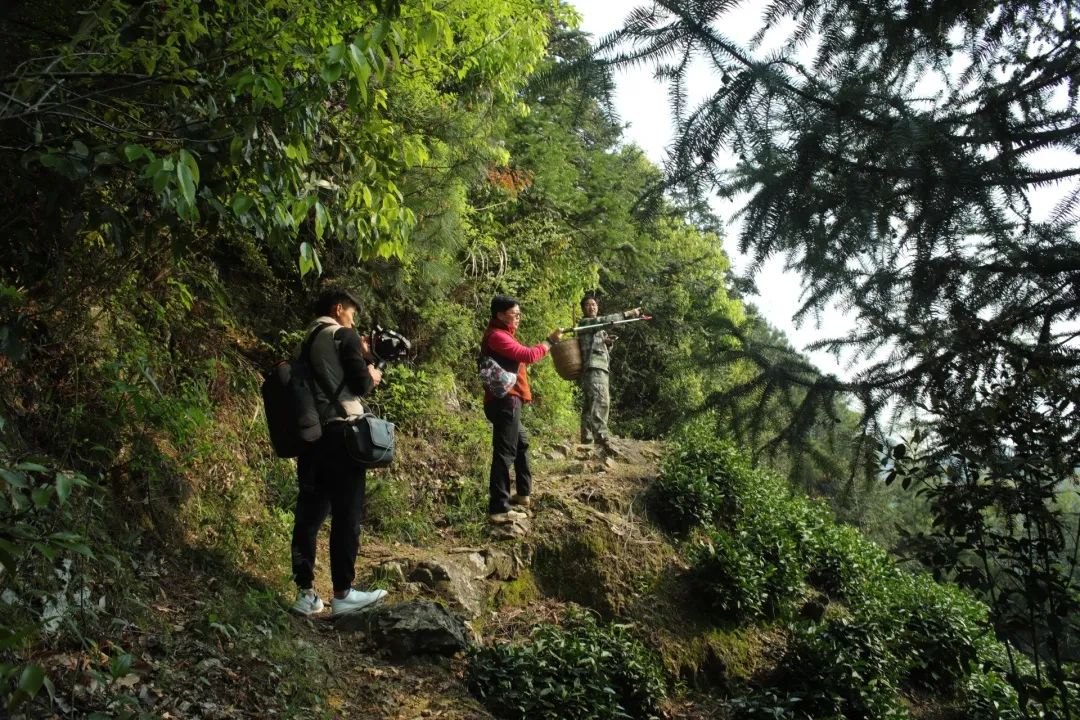 黄山富硒茶和歙县茶