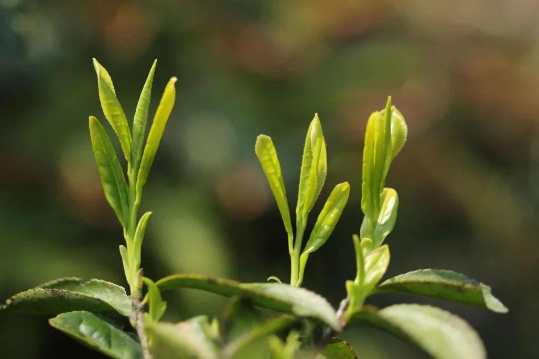 黄山富硒茶和歙县茶