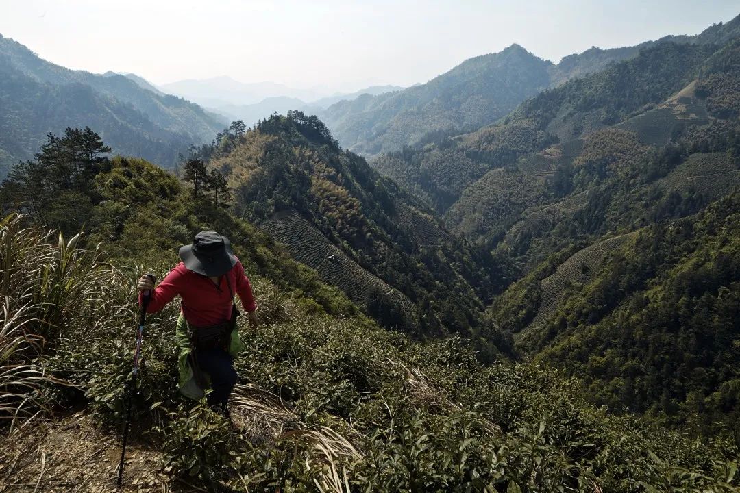 黄山富硒茶和歙县茶