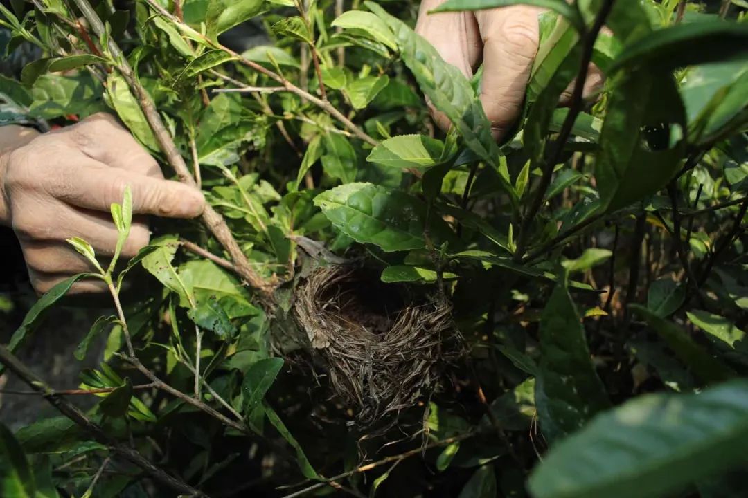 黄山富硒茶和歙县茶