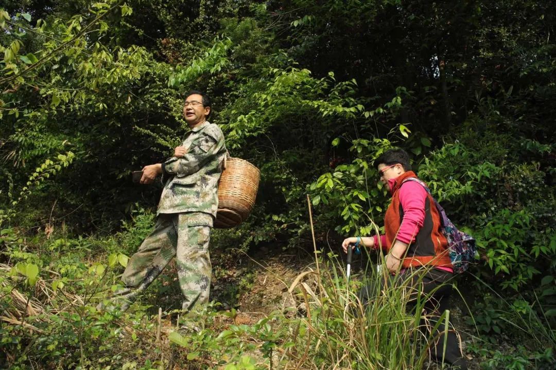 黄山富硒茶和歙县茶