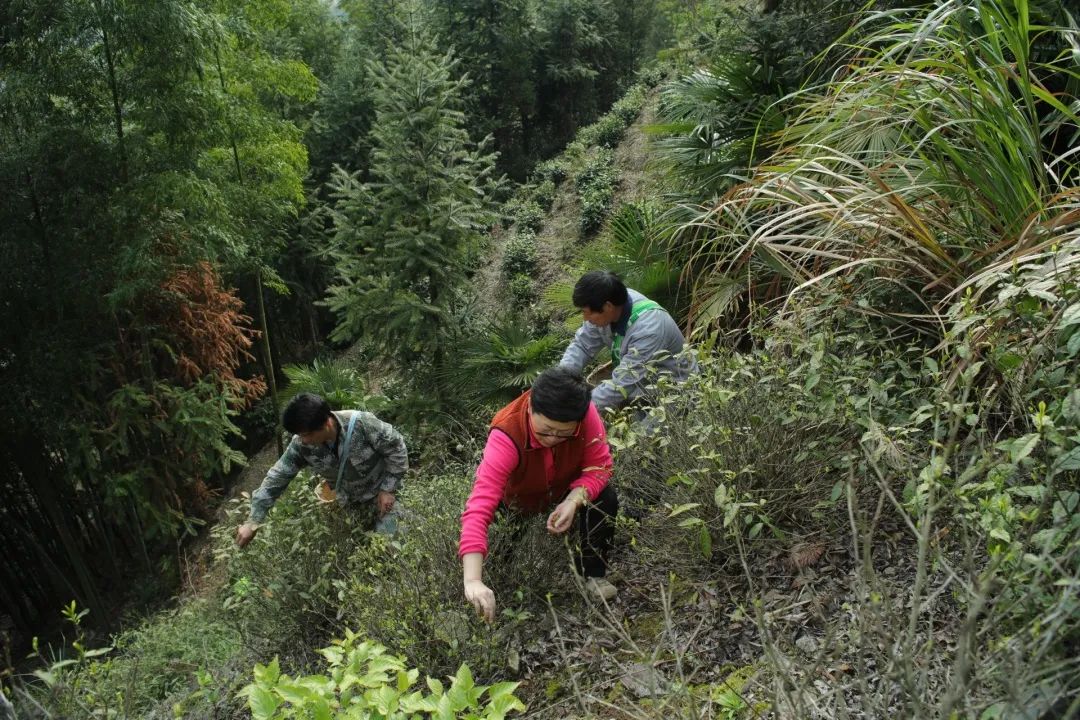 黄山富硒茶和歙县茶