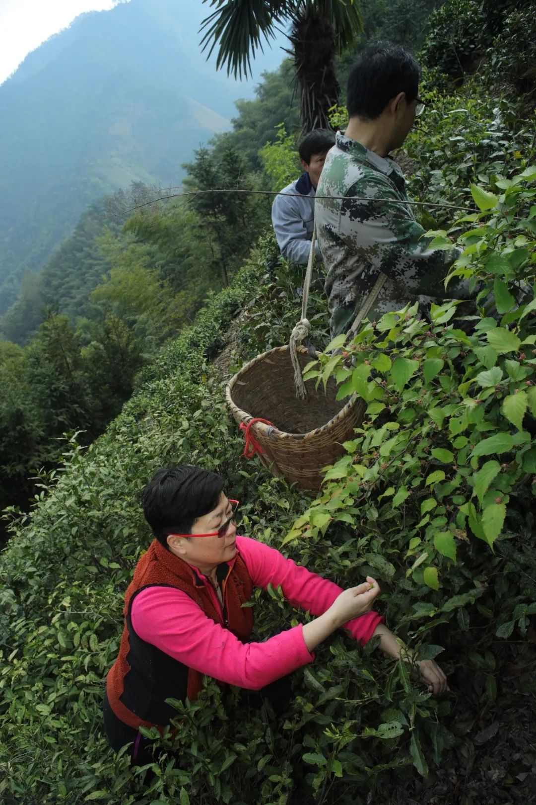 黄山富硒茶和歙县茶