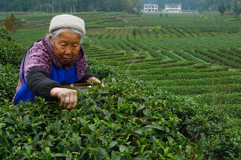 贵州凤冈富锌富硒茶