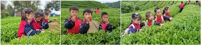 开阳富硒茶是什么茶