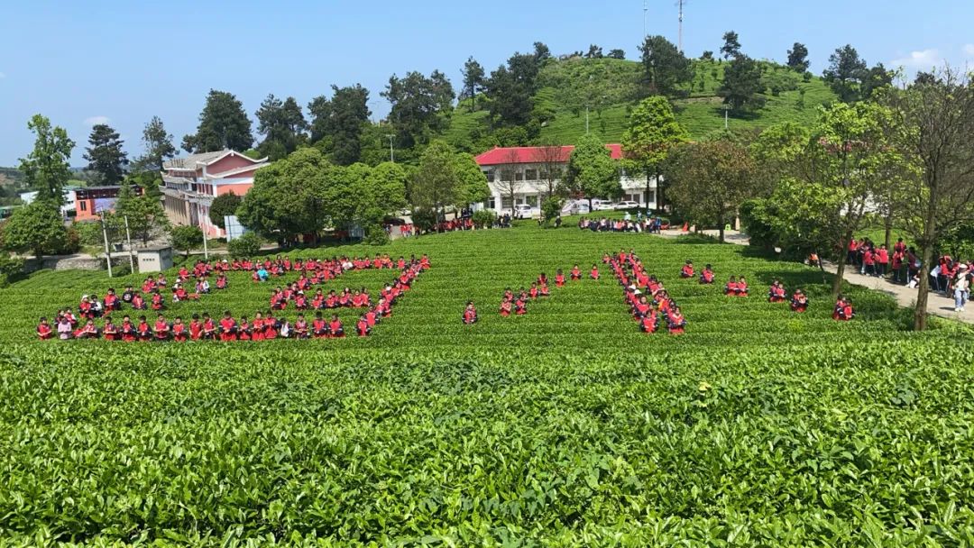 开阳富硒茶是什么茶