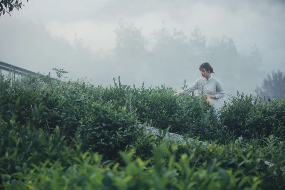 茶香醉人紫阳富硒茶