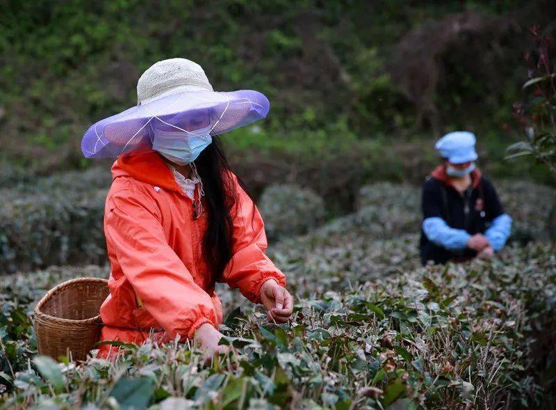 茶香醉人紫阳富硒茶