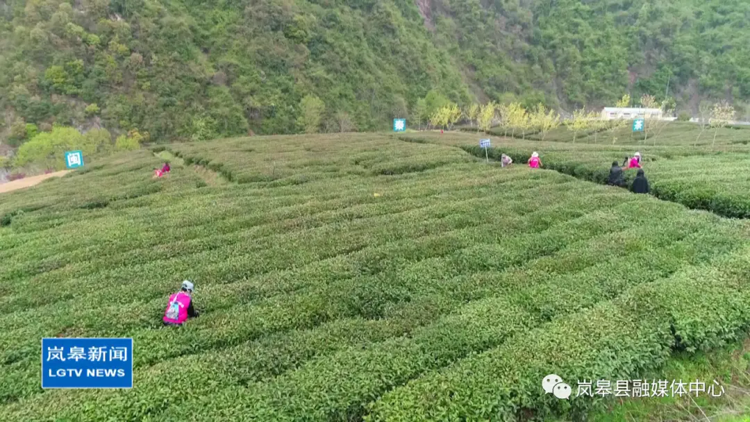 茶香醉人紫阳富硒茶