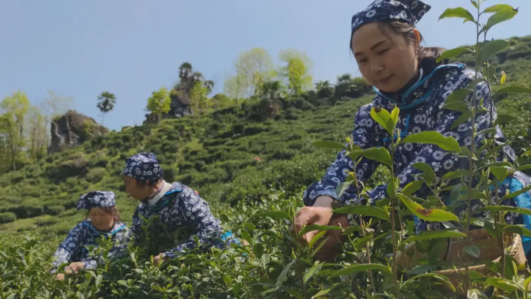 茶香醉人紫阳富硒茶