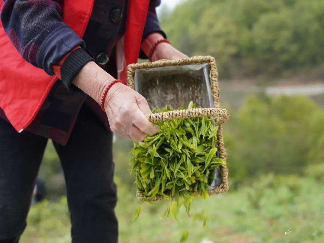 茶香醉人紫阳富硒茶