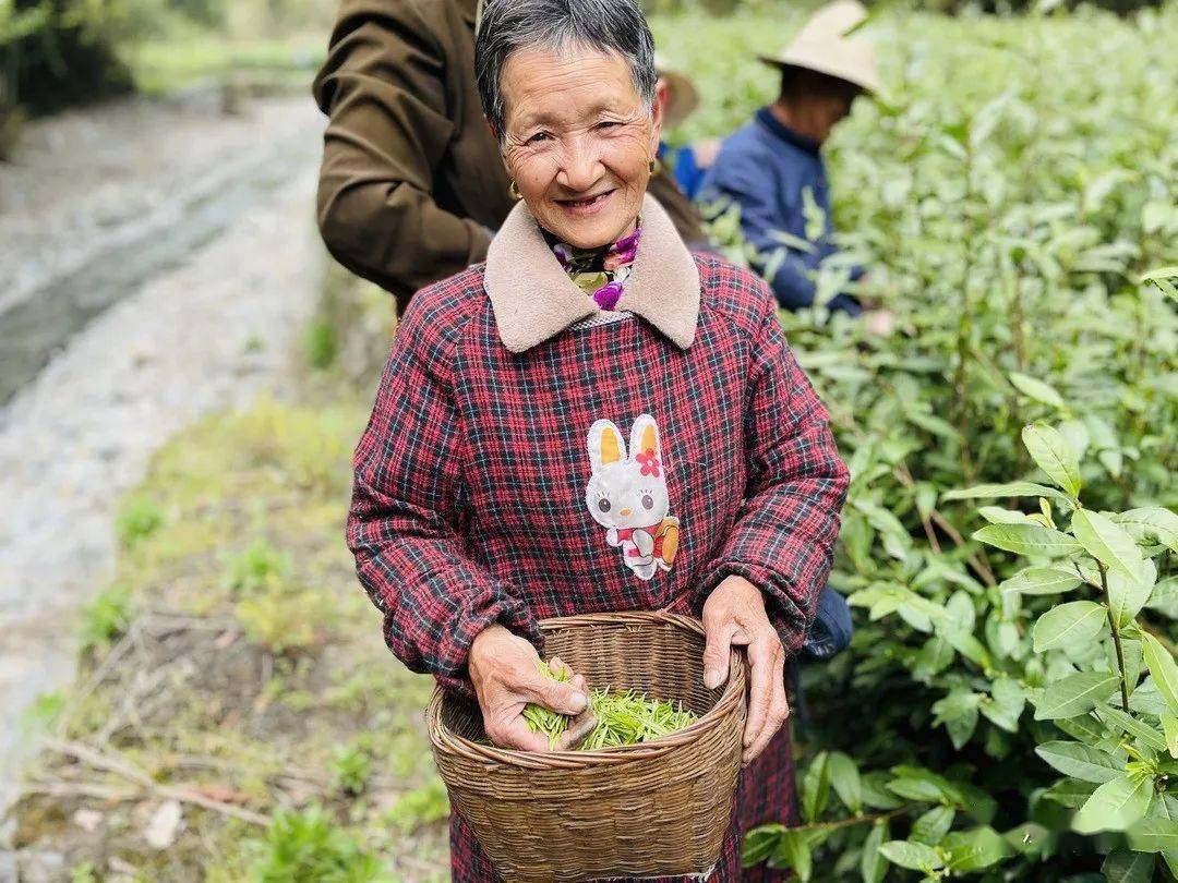 茶香醉人紫阳富硒茶