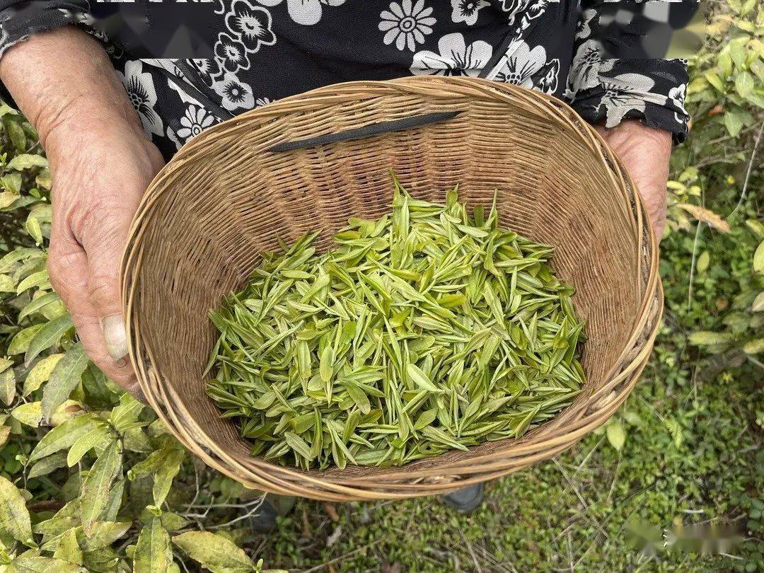 茶香醉人紫阳富硒茶