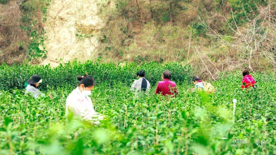 茶香醉人紫阳富硒茶