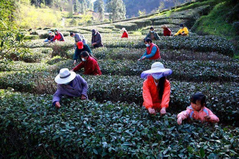 茶香醉人紫阳富硒茶