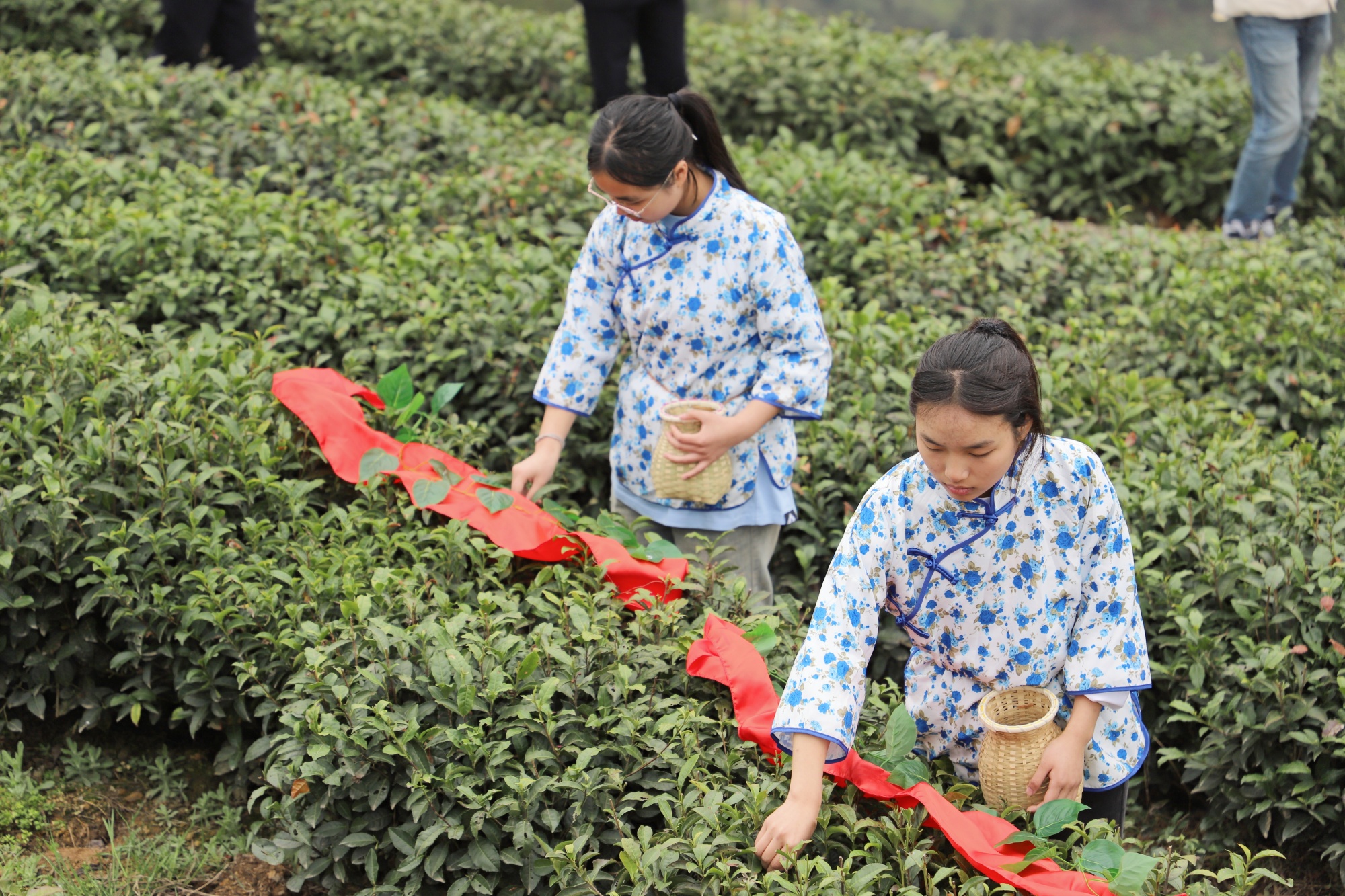 紫阳茶富硒茶怎么选