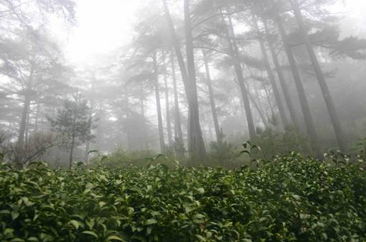 黄山富硒茶和歙县茶