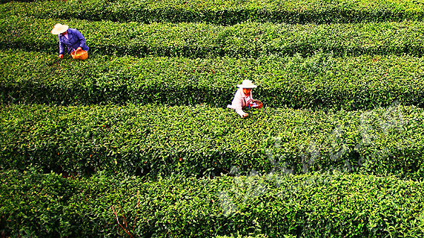 恩施富硒茶是什么茶