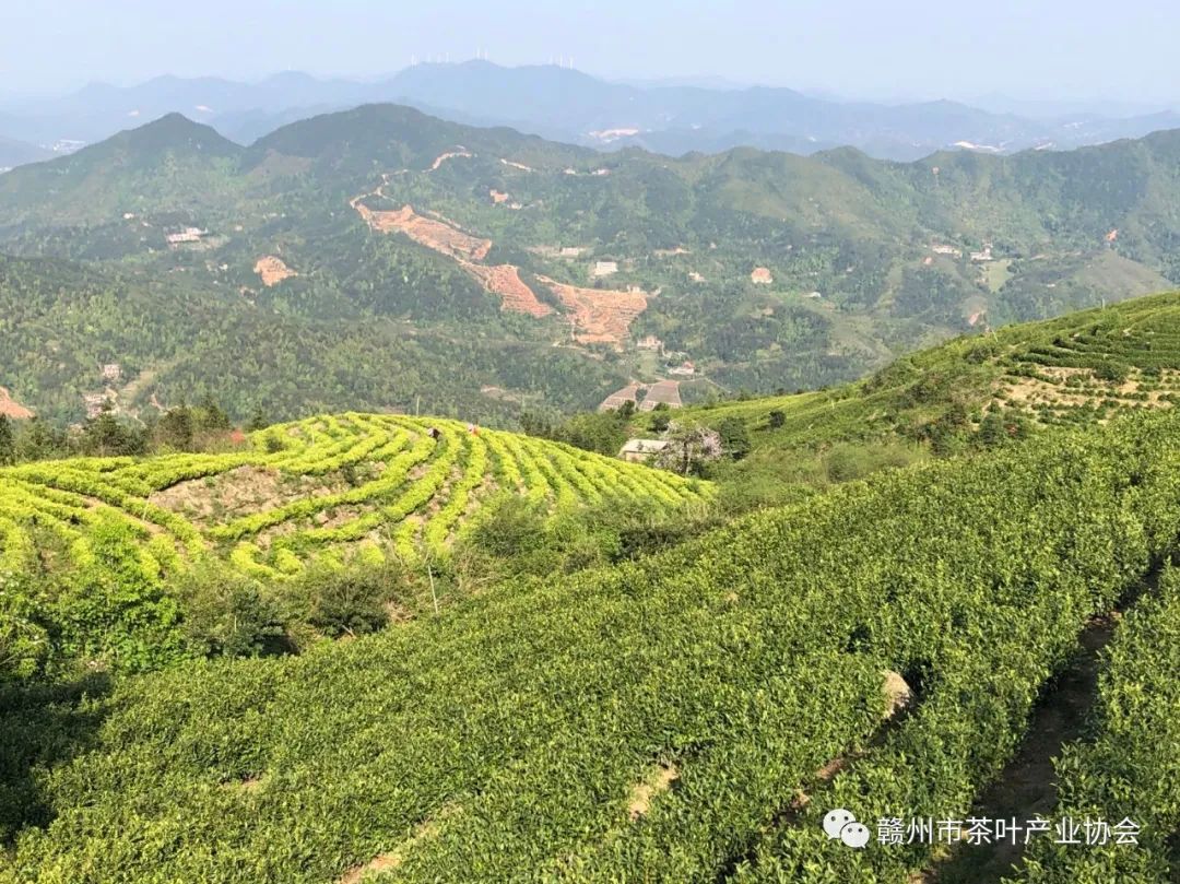 富硒黄金茶是什么茶