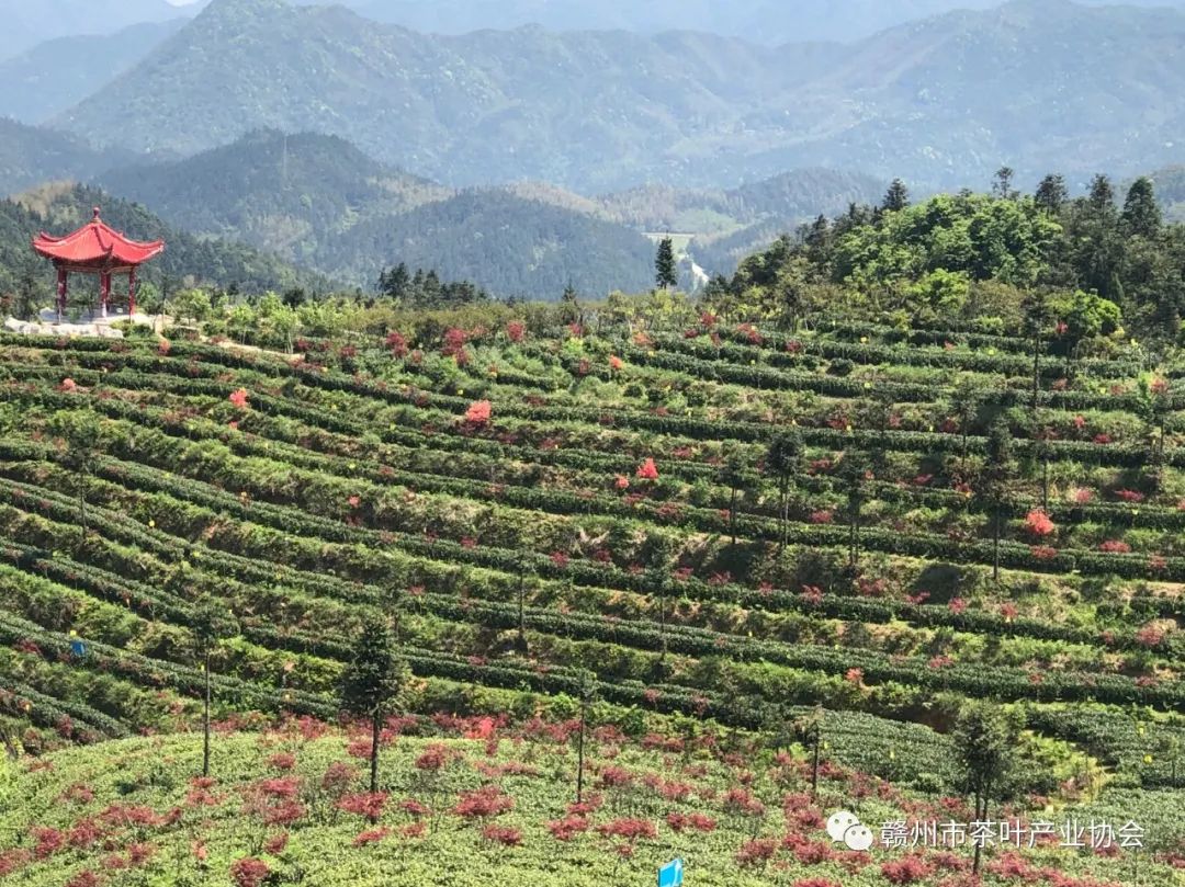 富硒黄金茶是什么茶