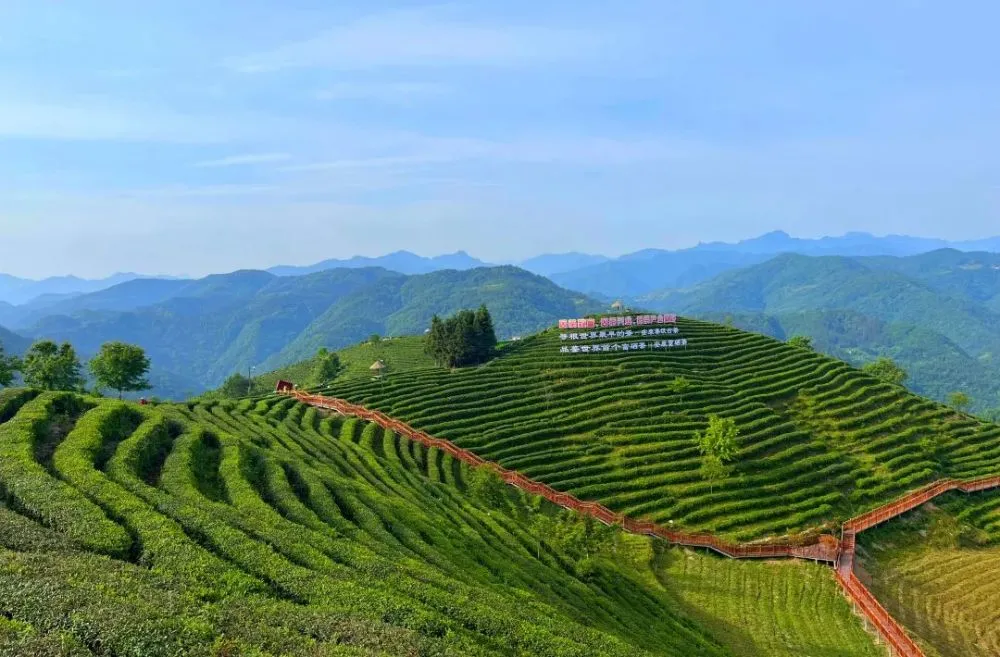 汉阴富硒茶是什么茶