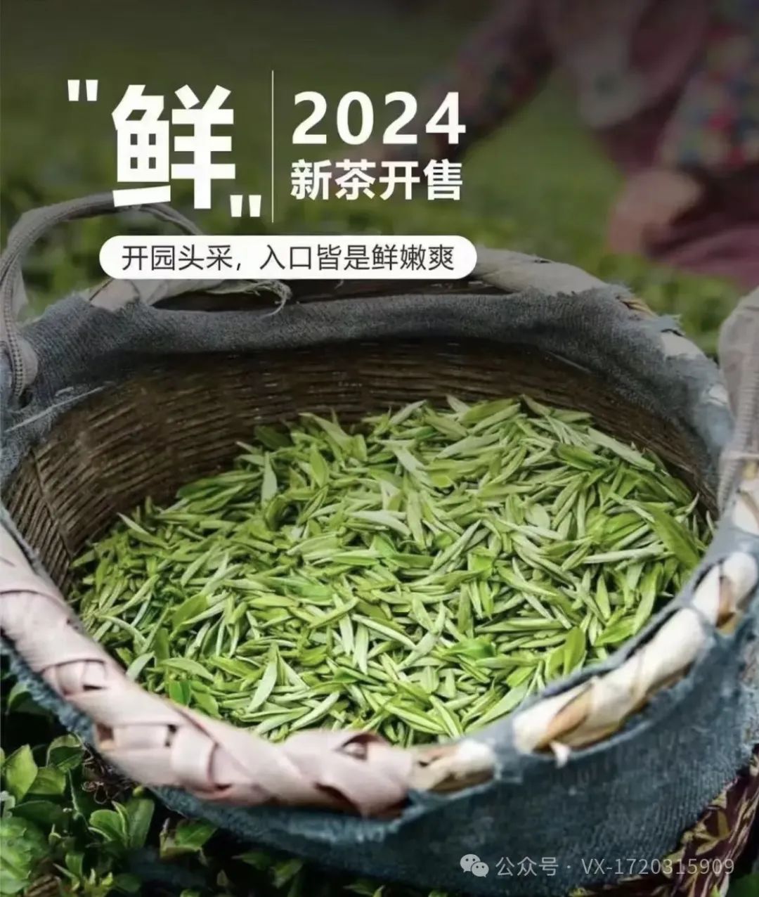 紫阳茶富硒茶的区别