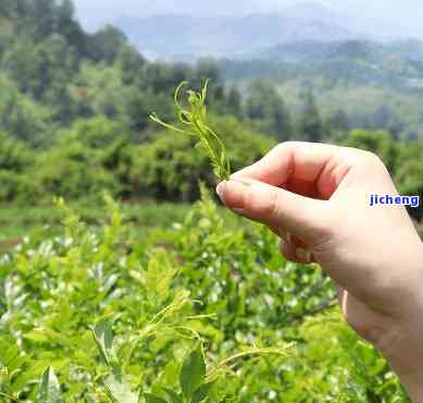 富硒藤茶的作用与效果，揭秘富硒藤茶的神奇作用与越效果！