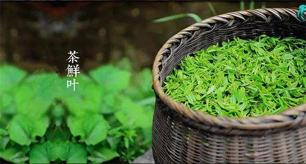 紫阳富硒茶的含硒量