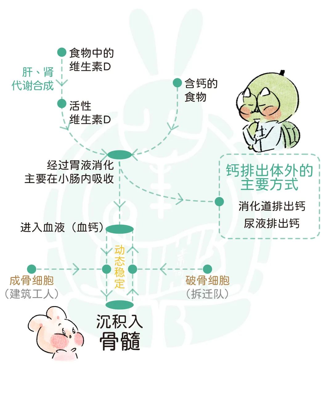 50岁补钙吃啥钙片好